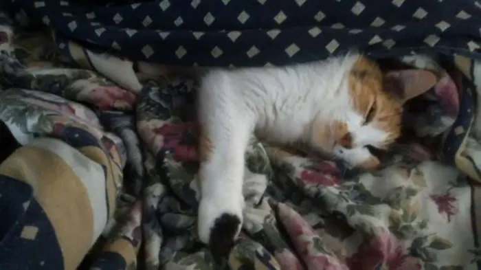 Gato ra a SRD idade 6 ou mais anos nome Mel e Pepê
