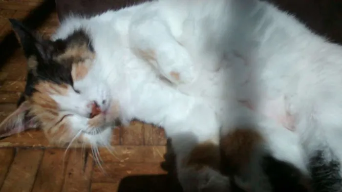 Gato ra a SRD idade 6 ou mais anos nome Mel e Pepê