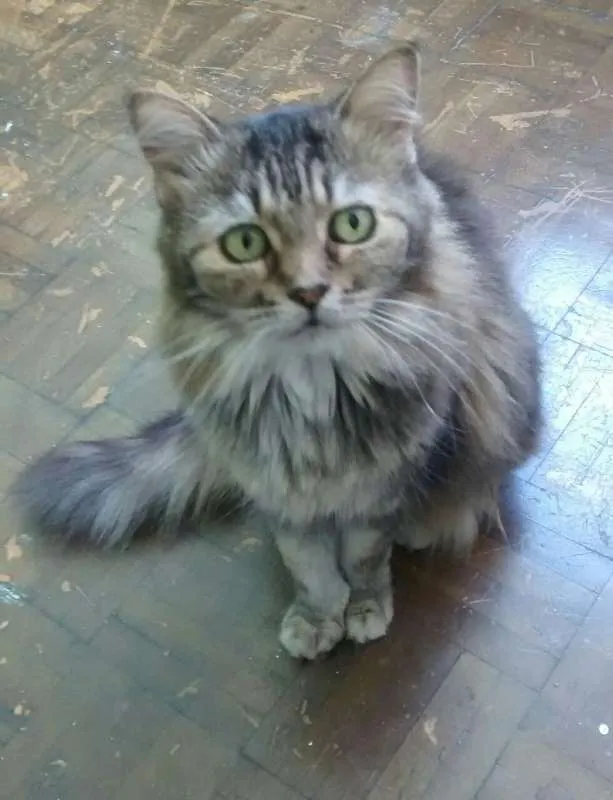Gato ra a SRD idade 6 ou mais anos nome Mel e Pepê