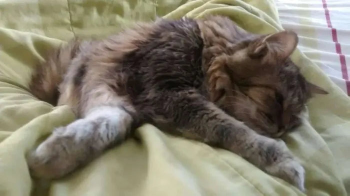 Gato ra a SRD idade 6 ou mais anos nome Mel e Pepê