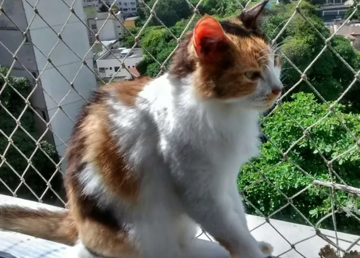 Gato ra a SRD idade 6 ou mais anos nome Mel e Pepê