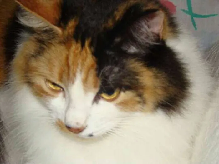 Gato ra a SRD idade 6 ou mais anos nome Mel e Pepê