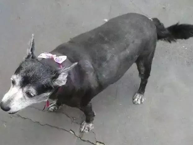 Cachorro ra a Vira lata idade 6 ou mais anos nome TECA