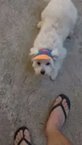 Scooby