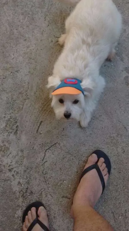 Cachorro ra a Poodle idade 1 ano nome Scooby