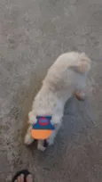 Scooby
