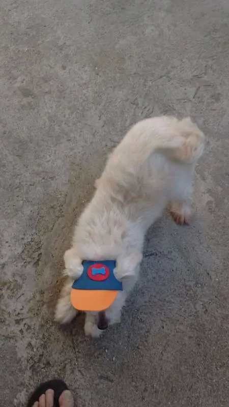 Cachorro ra a Poodle idade 1 ano nome Scooby
