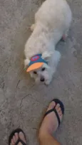 Scooby