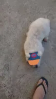Scooby