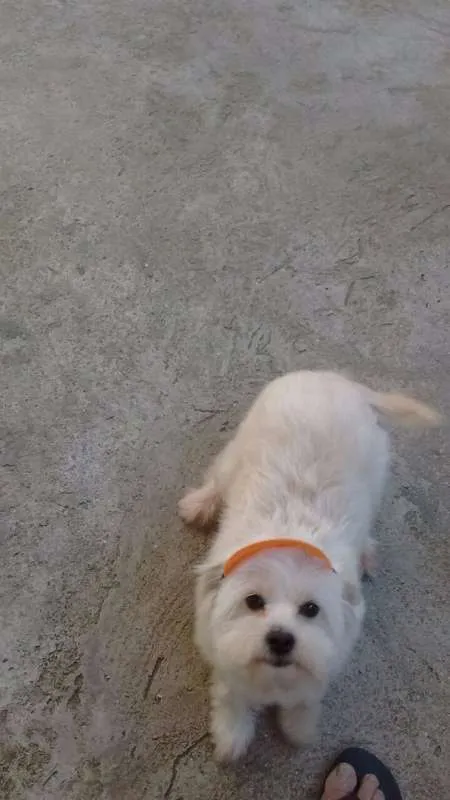 Cachorro ra a Poodle idade 1 ano nome Scooby