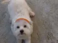 Scooby