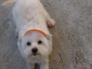 Cachorro raça Poodle idade 1 ano nome Scooby