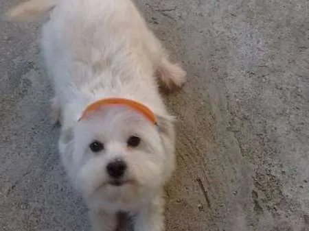 Cachorro ra a Poodle idade 1 ano nome Scooby