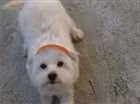 Cachorro raça Poodle idade 1 ano nome Scooby