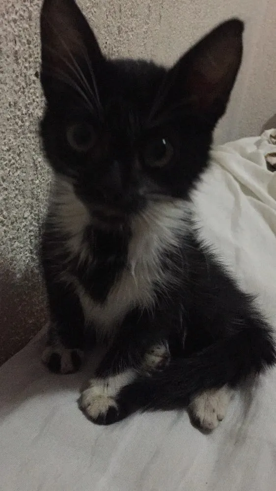 Gato ra a Sem raça idade 2 a 6 meses nome Aurora