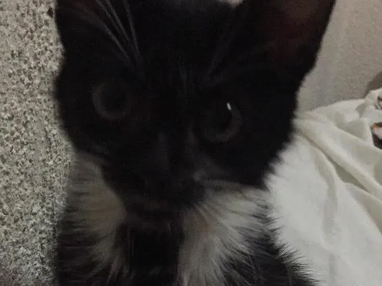 Gato ra a Sem raça idade 2 a 6 meses nome Aurora