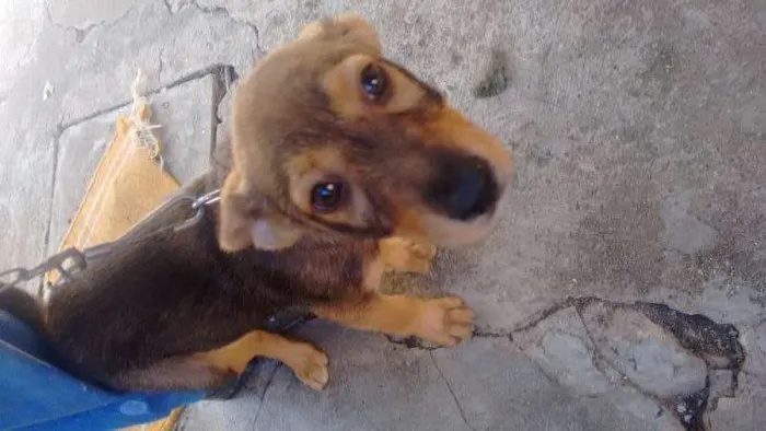 Cachorro ra a indefinida idade 2 a 6 meses nome Ted
