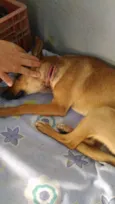 Chico