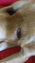 Chico