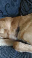 Chico
