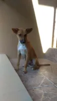 Chico