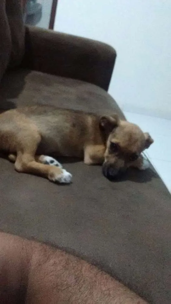 Cachorro ra a Mestiça idade 2 a 6 meses nome Meg