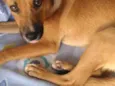 Chico