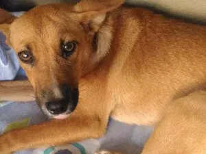 Cachorro raça Raça não definida idade 2 a 6 meses nome Chico