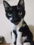 FRAU