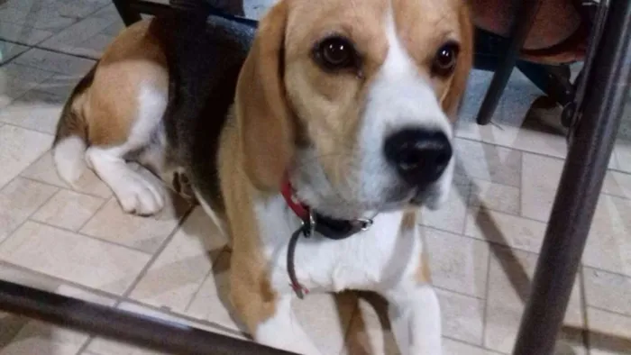 Cachorro ra a Beagle idade 1 ano nome Charlotte 