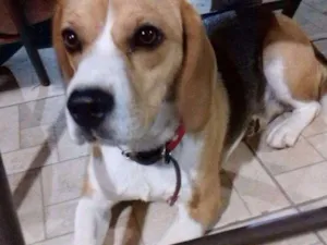 Cachorro raça Beagle idade 1 ano nome Charlotte 