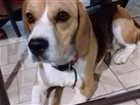 Cachorro raça Beagle idade 1 ano nome Charlotte 