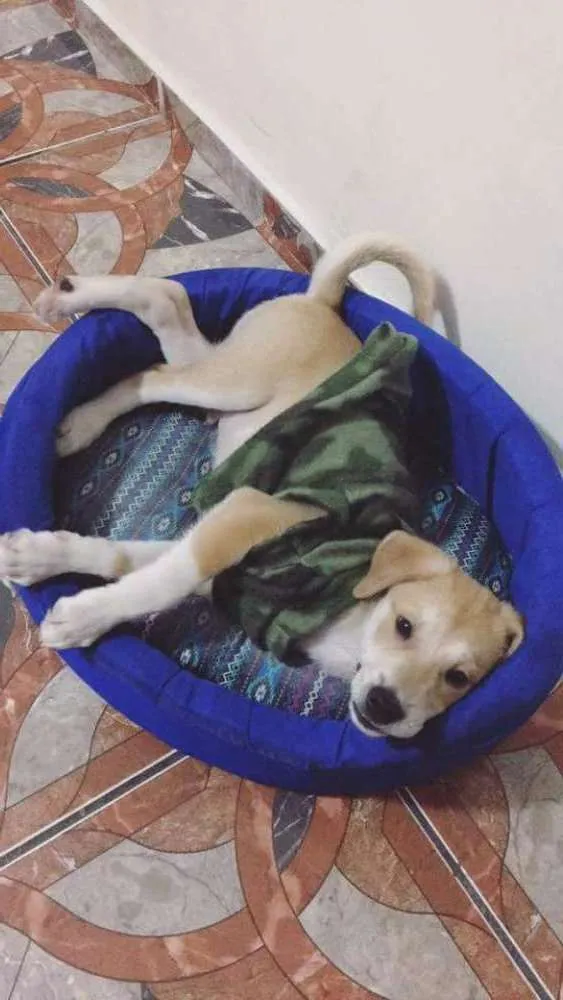 Cachorro ra a Labrador misturado idade 2 a 6 meses nome Téo 