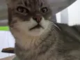 MIMI