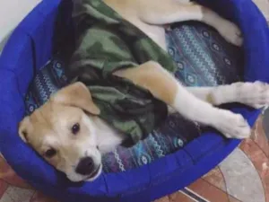 Cachorro raça Labrador misturado idade 2 a 6 meses nome Téo 