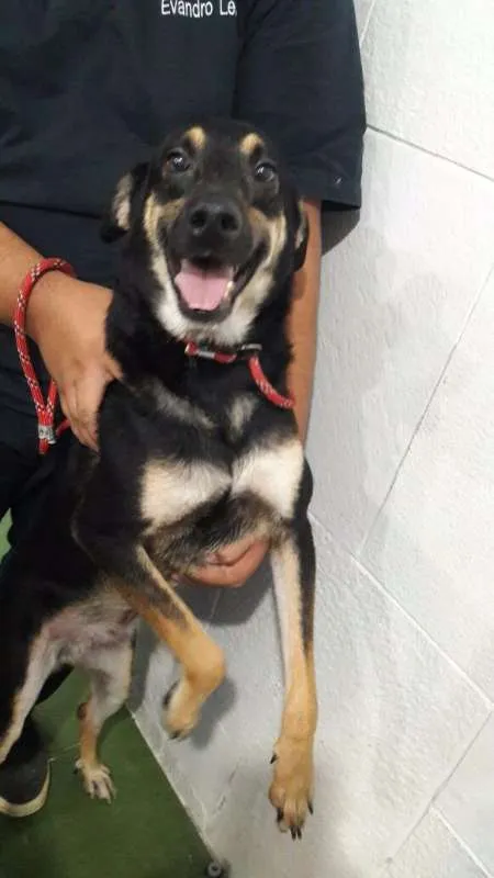 Cachorro ra a SRD idade 3 anos nome Flor