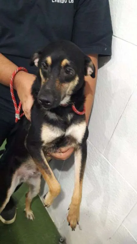 Cachorro ra a SRD idade 3 anos nome Flor