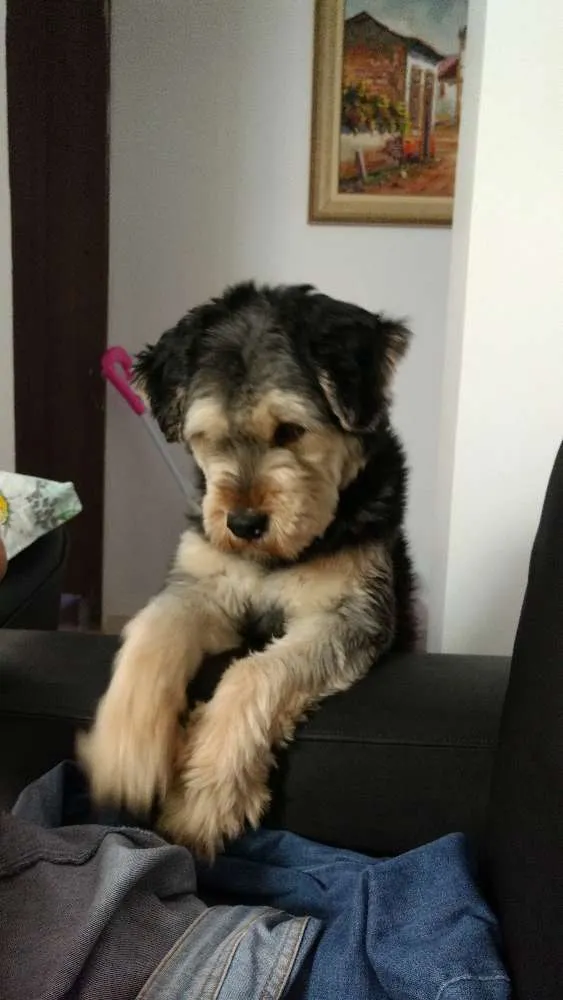 Cachorro ra a Sem raça definida idade 2 anos nome Lady