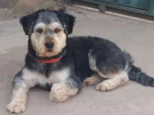 Cachorro raça Sem raça definida idade 2 anos nome Lady