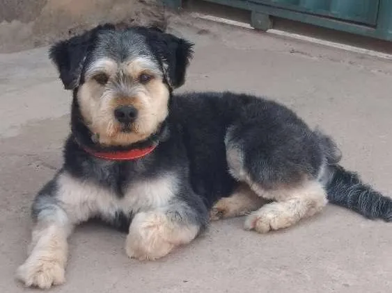 Cachorro ra a Sem raça definida idade 2 anos nome Lady