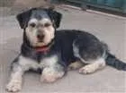 Cachorro raça Sem raça definida idade 2 anos nome Lady