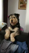 Lady