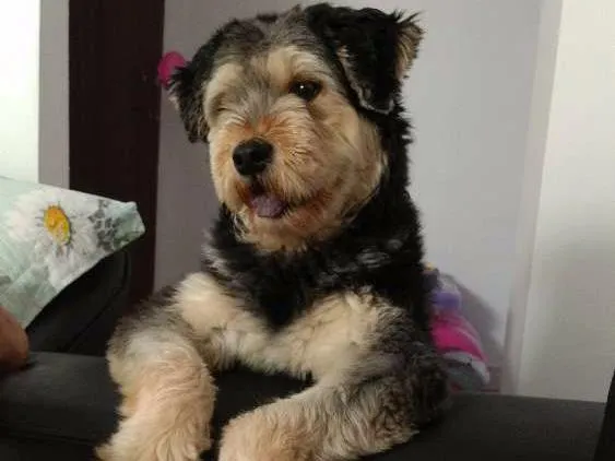 Cachorro ra a Sem raça definida idade 2 anos nome Lady