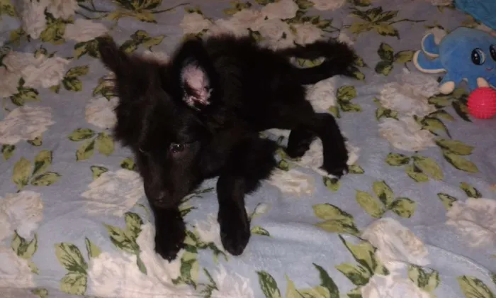 Cachorro raça SRD idade 2 a 6 meses nome Téo