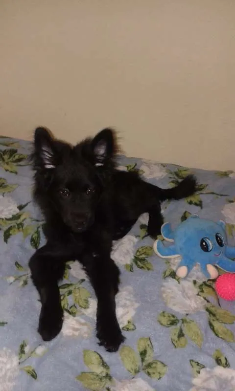 Cachorro raça SRD idade 2 a 6 meses nome Téo