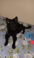 Téo