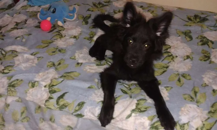 Cachorro raça SRD idade 2 a 6 meses nome Téo
