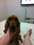 Cacau