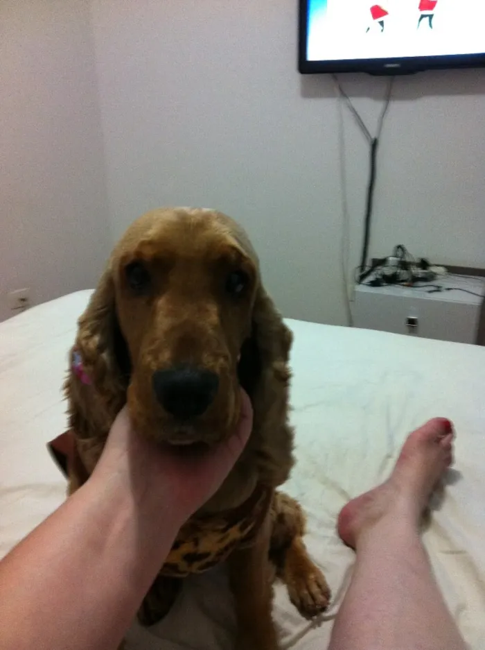 Cachorro ra a Cocker idade 7 a 11 meses nome Cacau