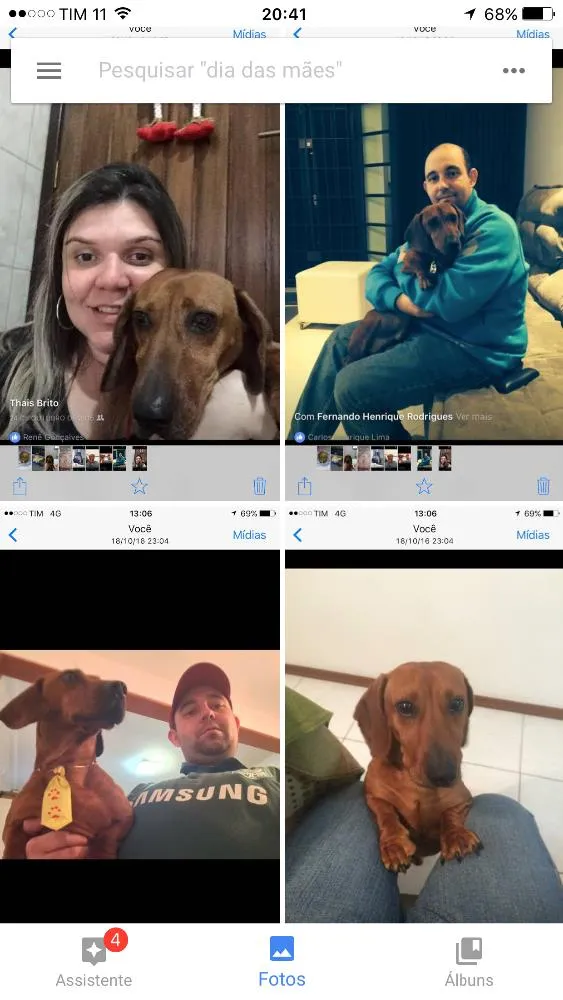 Cachorro ra a dachshund idade 2 a 6 meses nome Pingo